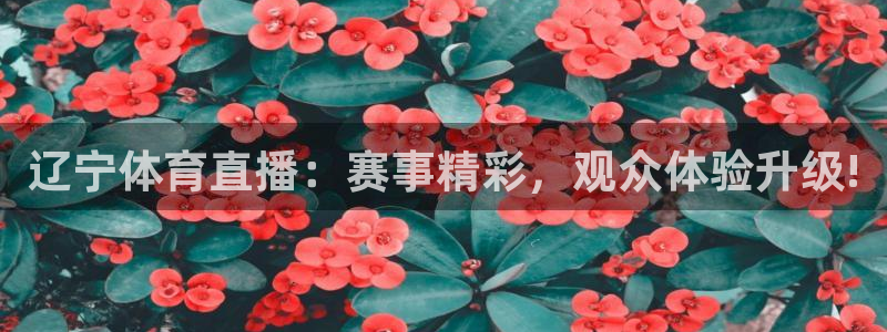 辽宁体育直播：赛事精彩，观众体验升级!