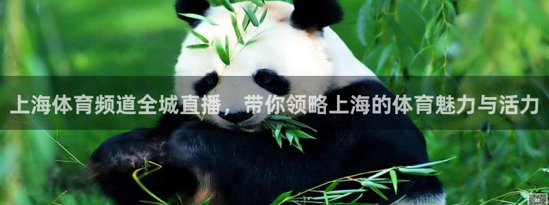 上海体育频道全城直播，带你领略上海的体育魅力与活力