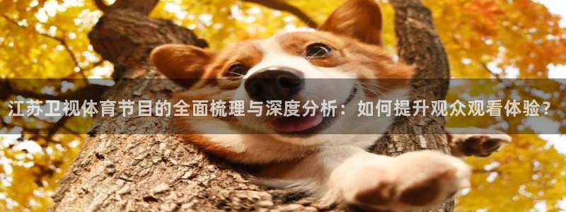 江苏卫视体育节目的全面梳理与深度分析：如何提升观众观看体验？